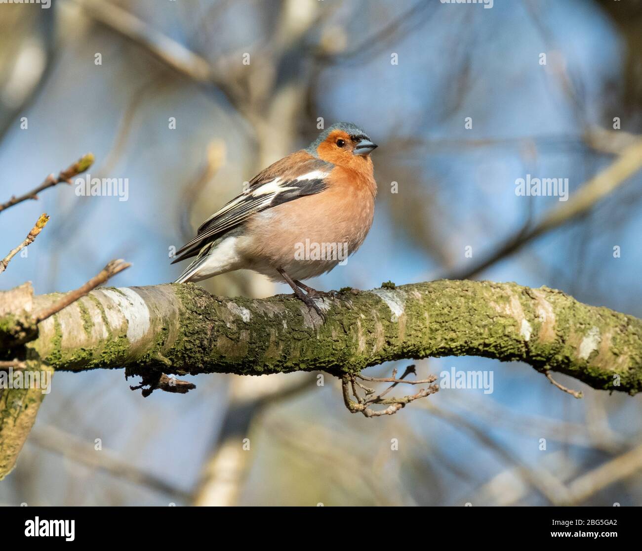 Chaffinch maschio (Fringilla coelebs) arroccato in un albero, Lothian occidentale, Scozia. Foto Stock
