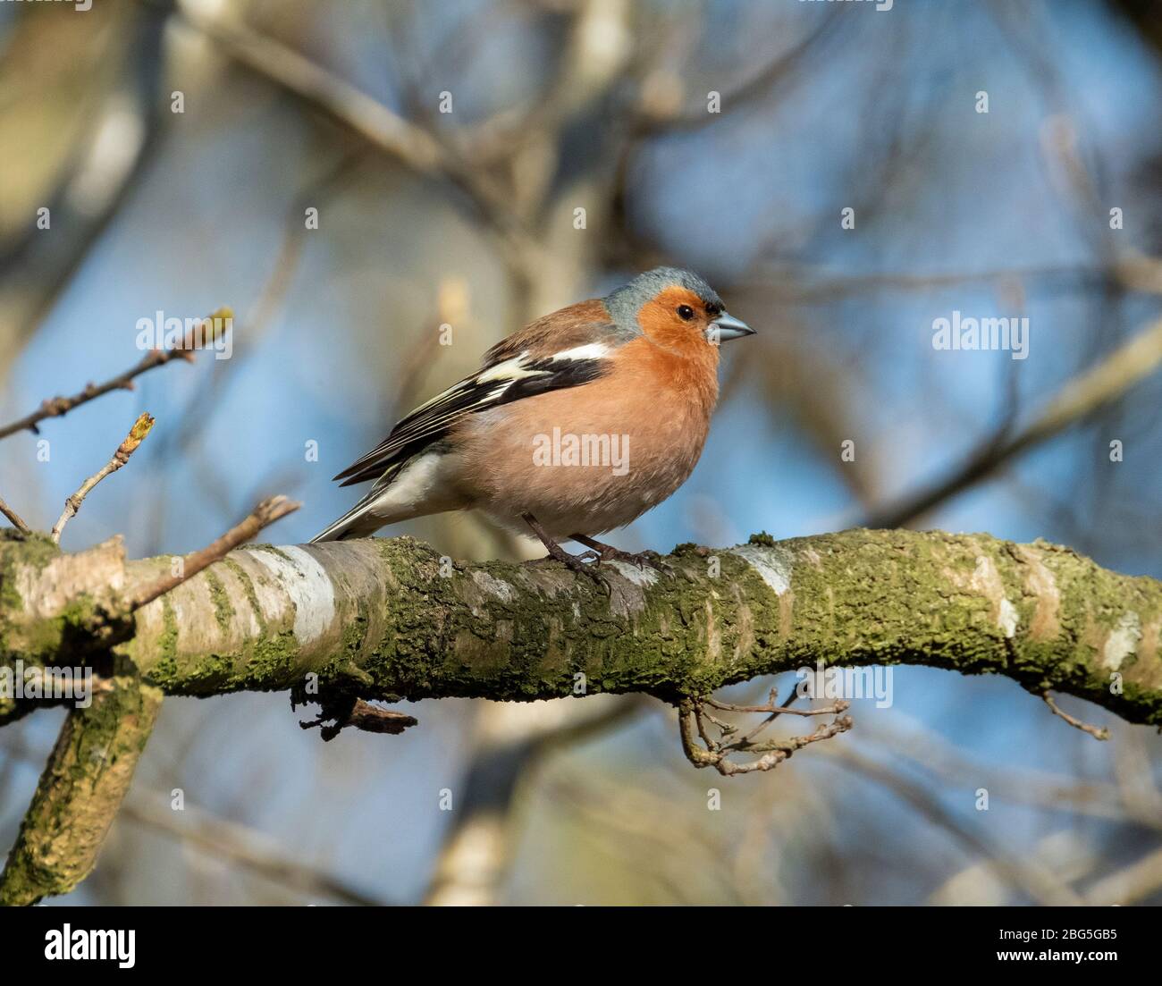 Chaffinch maschio (Fringilla coelebs) arroccato in un albero, Lothian occidentale, Scozia. Foto Stock