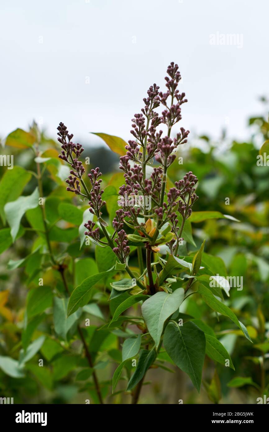 Syringa lilac è un genere di 12 specie di piante legnose della famiglia delle olive Oleaceae Foto Stock