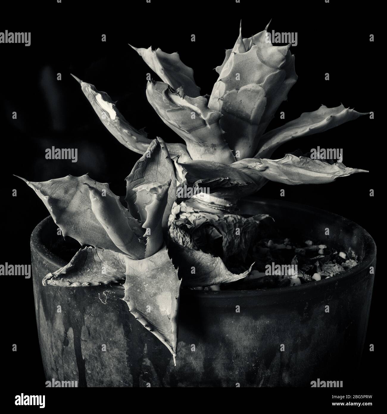 Cactus in un impianto pot contro un oscuro sfondo nero con solo l'impianto nella luce. In bianco e nero Foto Stock