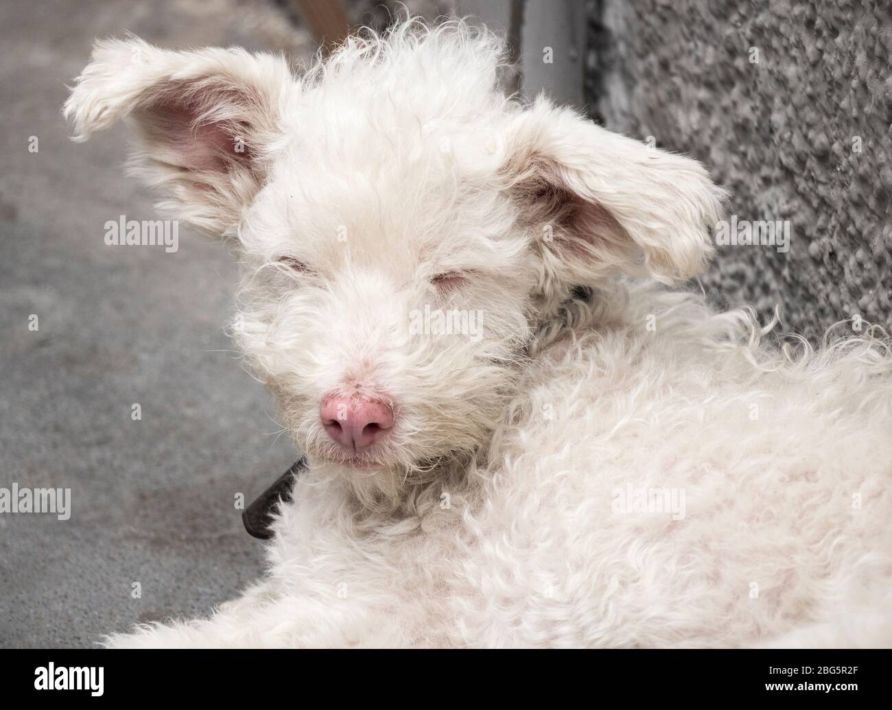 Brutto cane bianco. Foto Stock