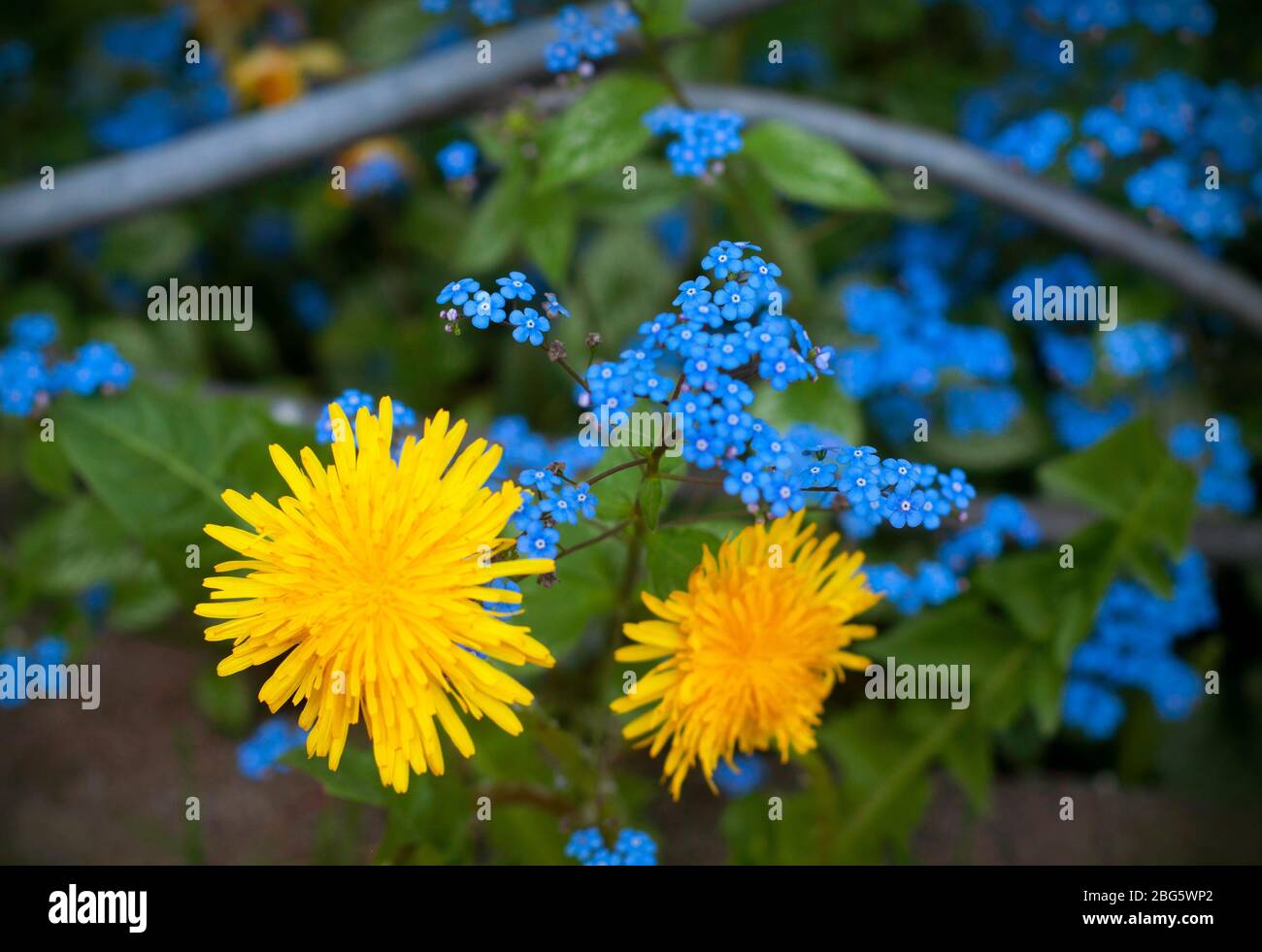 Fiori di miosotis alpestris e di dandelioni. Fiori di campo giallo e blu. Fiori stagionali di aprile Foto Stock