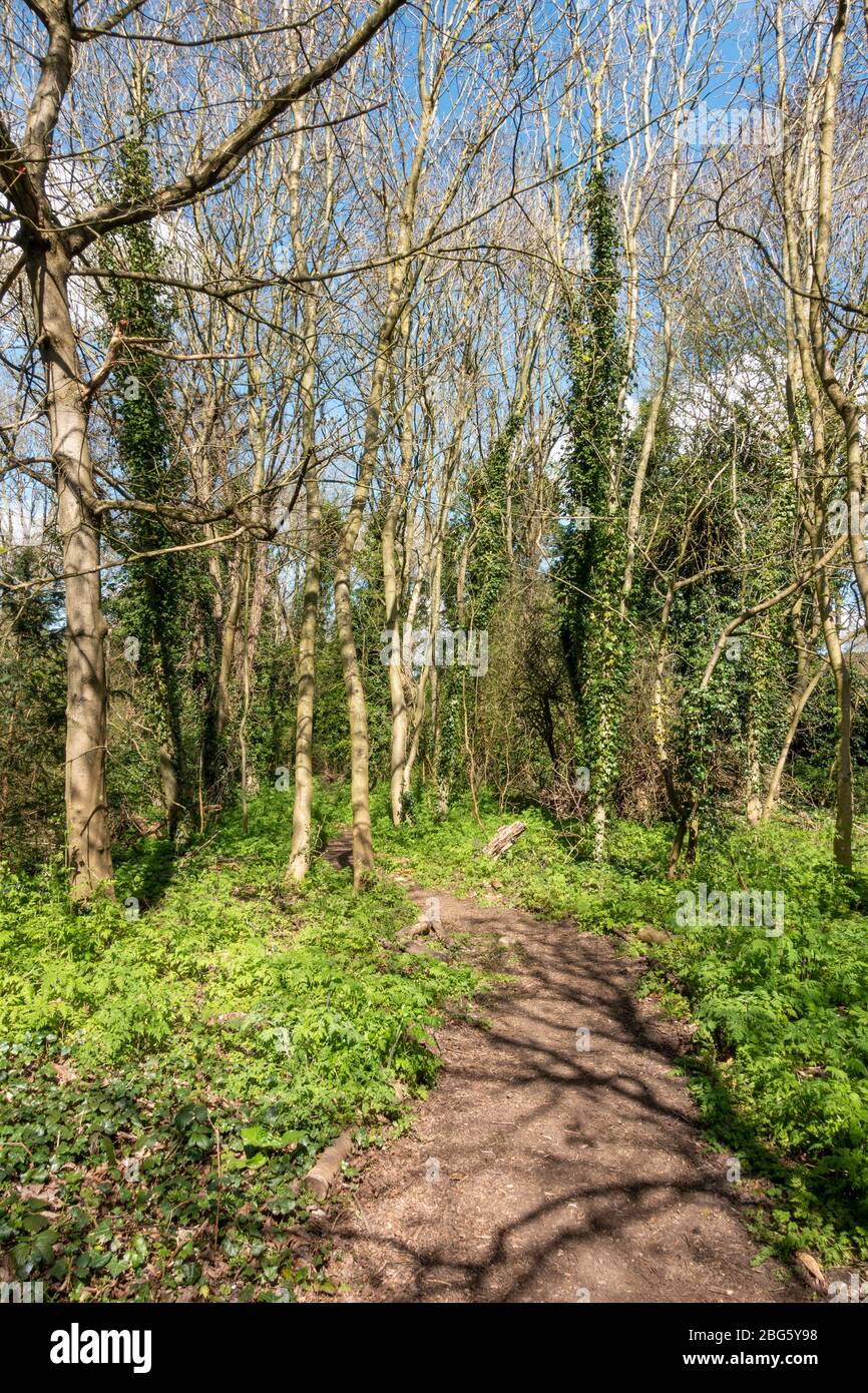 Vista generale lungo un sentiero nel River Crane Park vicino a Hounslow Heath, Londra, Regno Unito. Foto Stock
