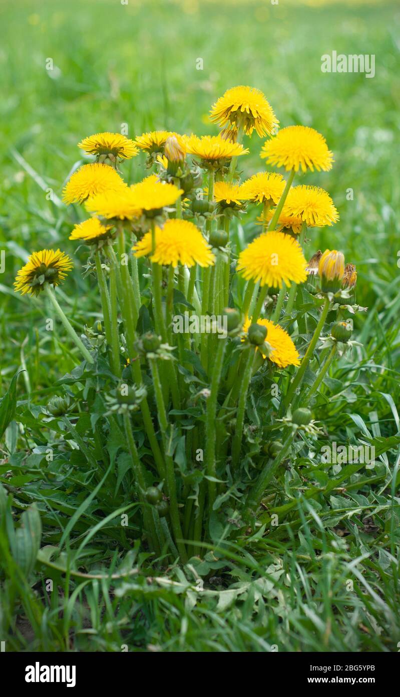 Una vivace mostra di fiori di tarassio (Taraxacum) che fioriscono su un lussureggiante sfondo di erba verde, intervallati da pietre lisce. Foto Stock