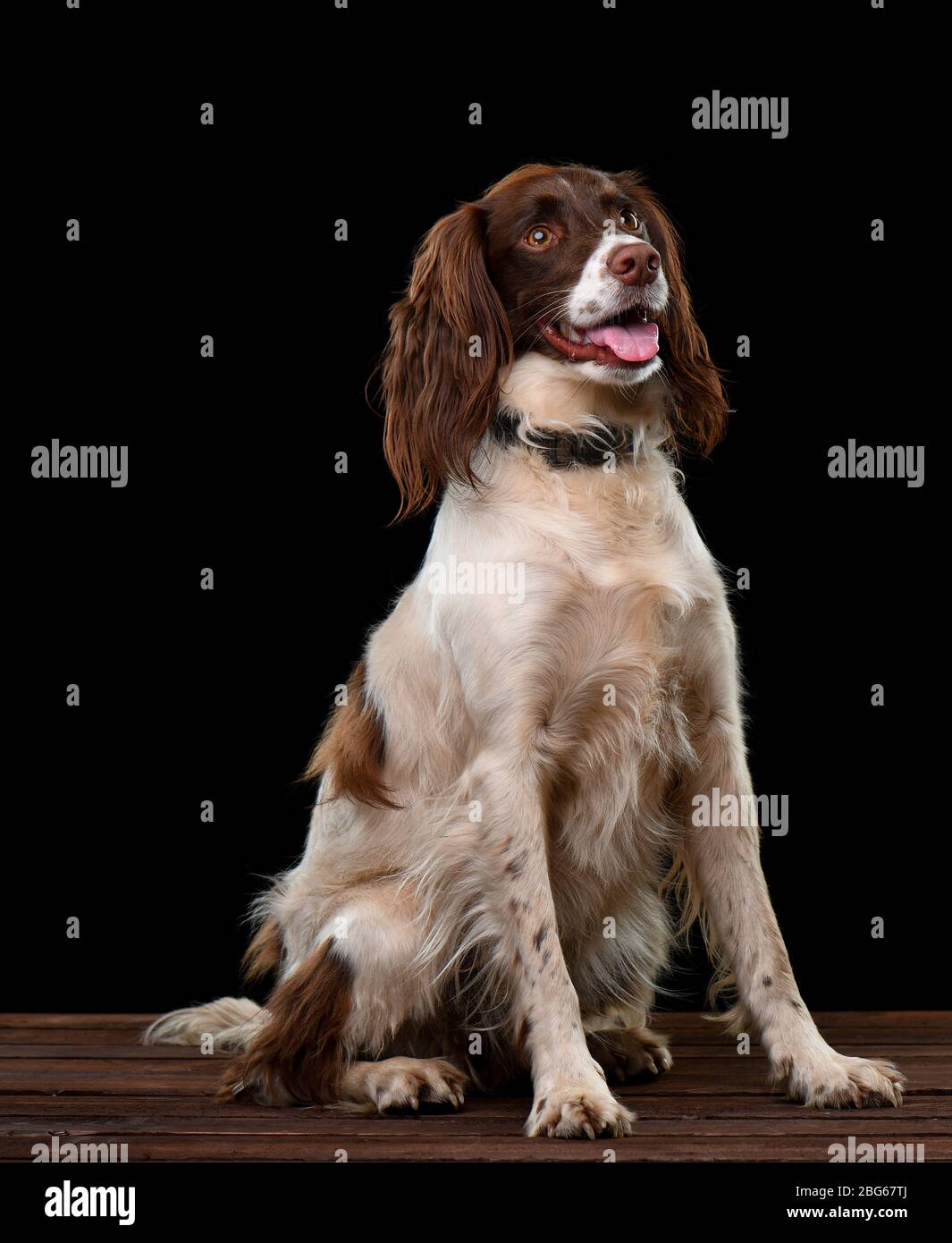 Immagini di studio di uno Spaniel Springer inglese con uno sfondo nero seduta su una base di legno. Foto Stock