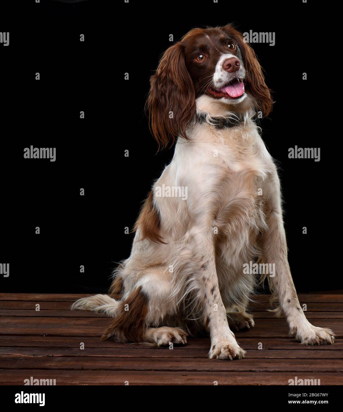 Immagini di studio di uno Spaniel Springer inglese con uno sfondo nero seduta su una base di legno. Foto Stock