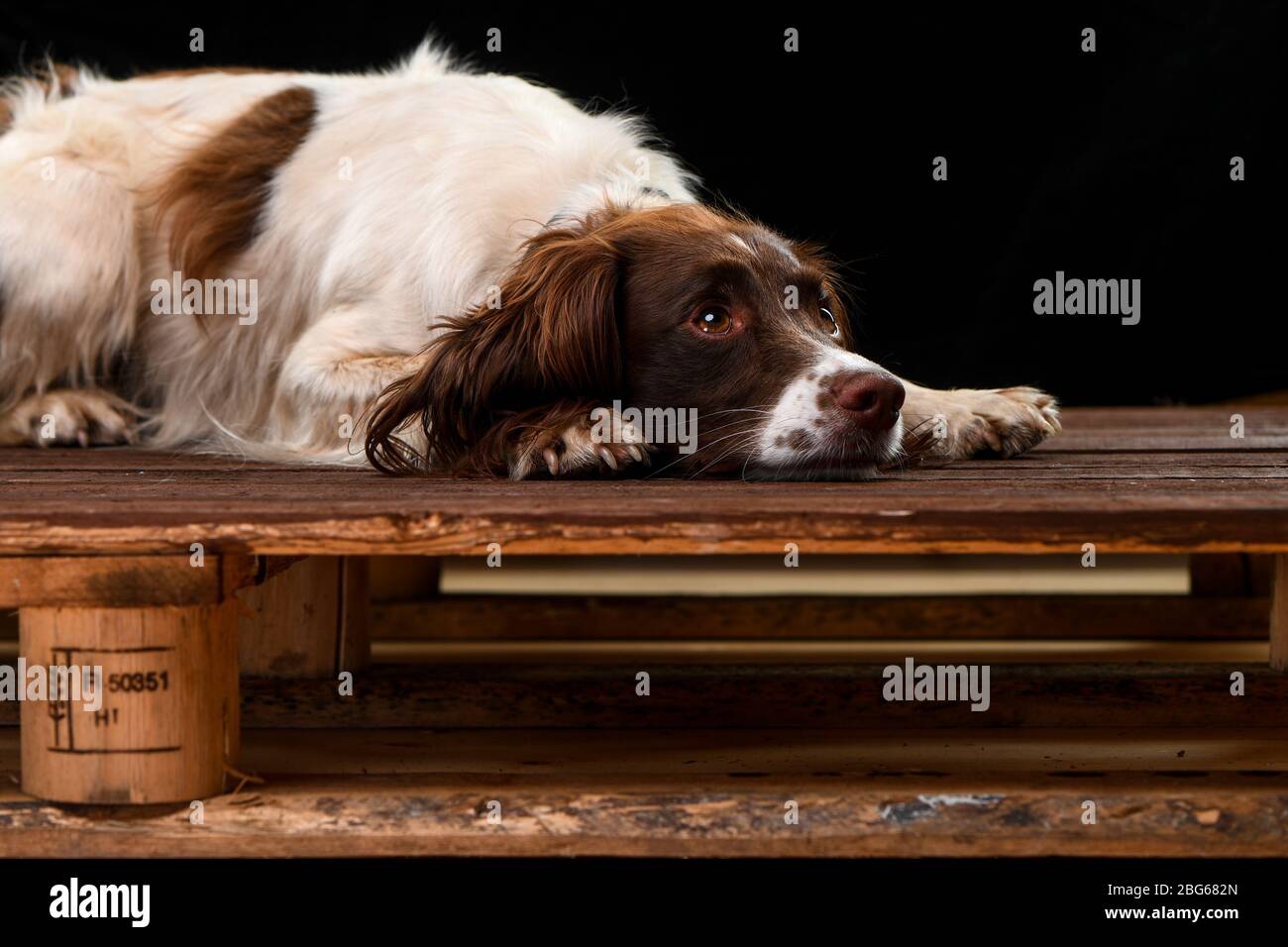 Immagini studio di uno spagnolo Springer inglese con uno sfondo nero seduta su una base di legno che guarda annoiato o preoccupato. Foto Stock