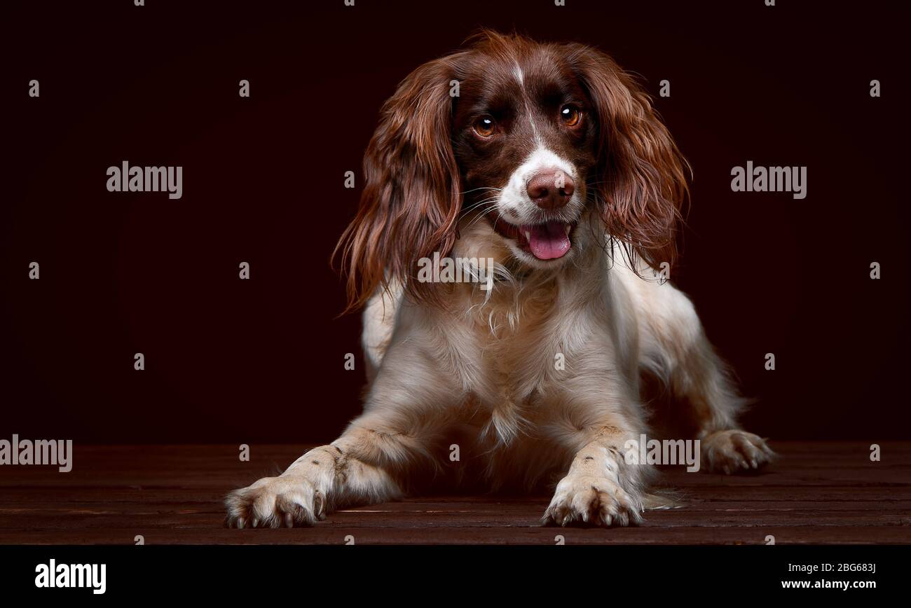 Immagini di studio di uno Spaniel Springer inglese con uno sfondo marrone scuro seduta su una base di legno. Foto Stock