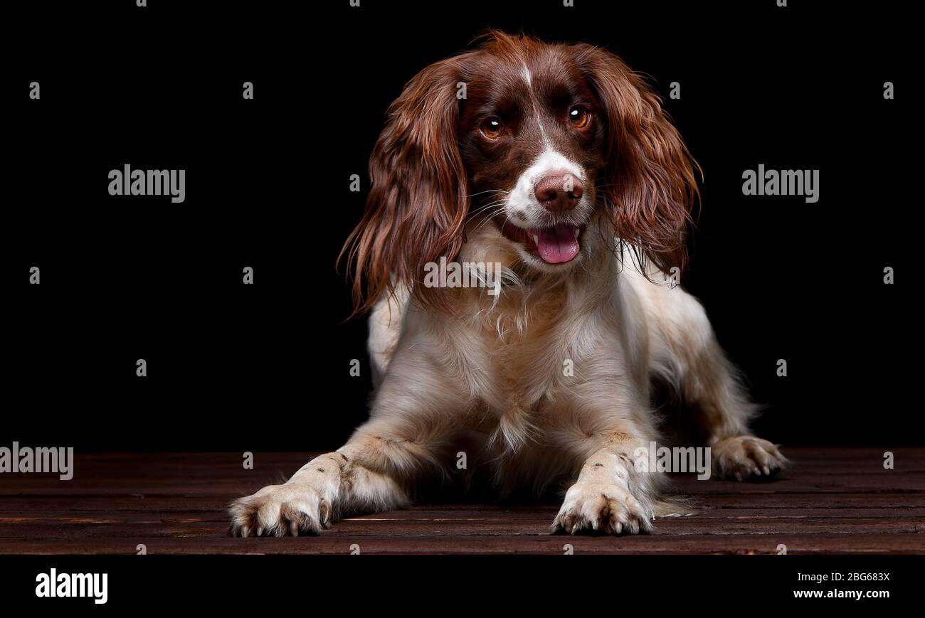 Immagini di studio di uno Spaniel Springer inglese con uno sfondo nero seduta su una base di legno. Foto Stock
