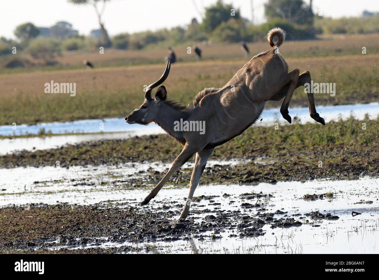 Il Grande Kudu in Botswana Foto Stock