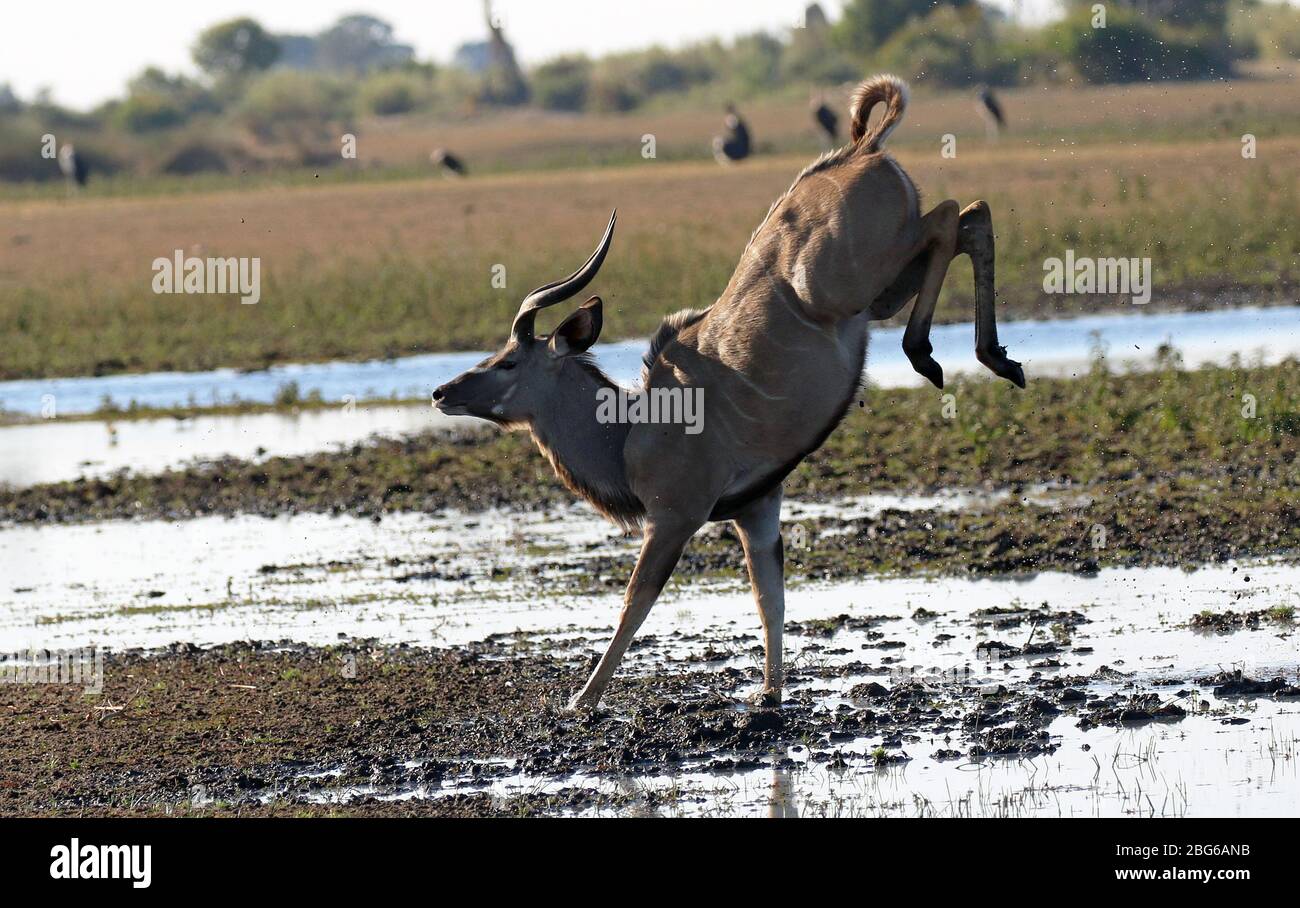 Il Grande Kudu in Botswana Foto Stock