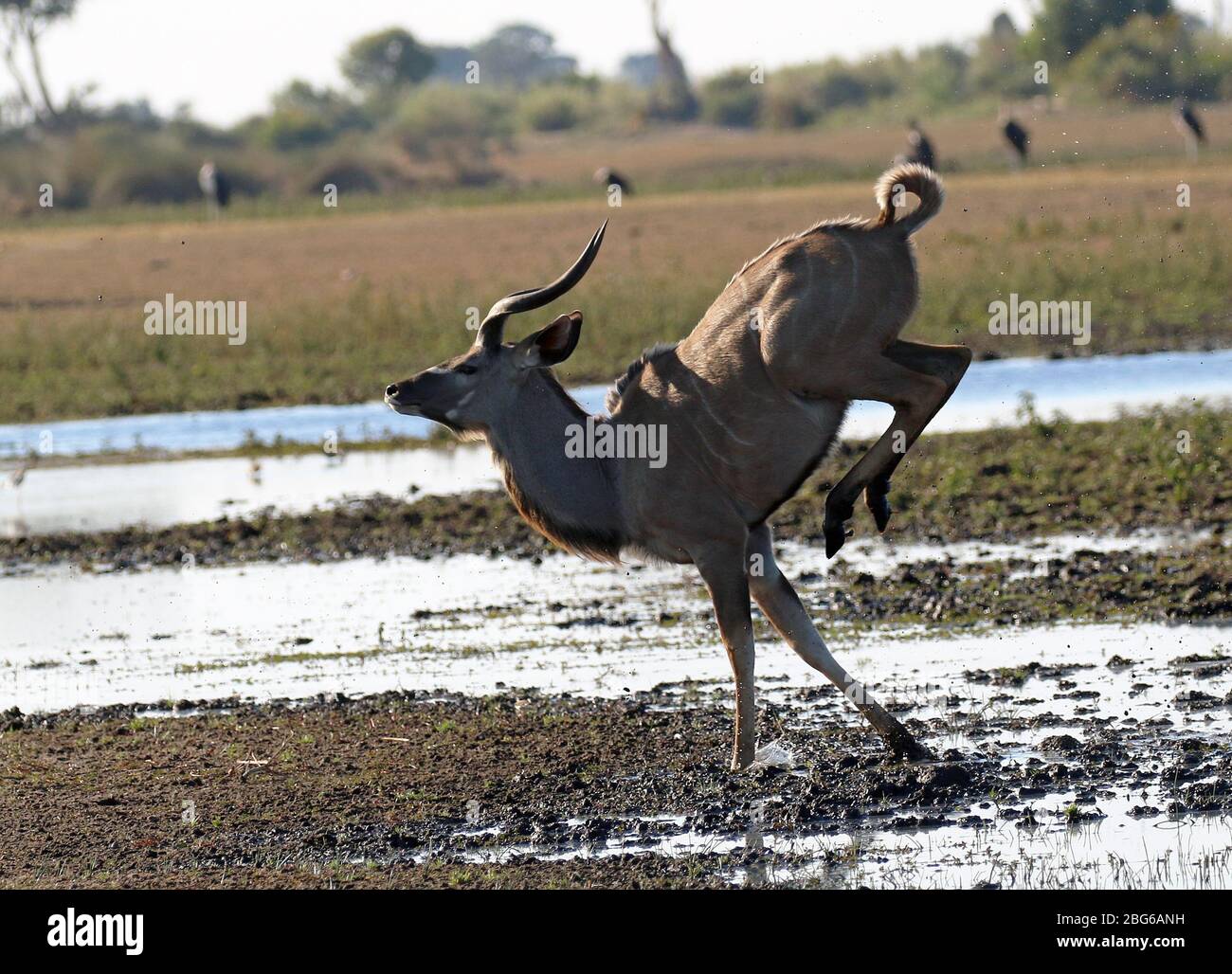 Il Grande Kudu in Botswana Foto Stock