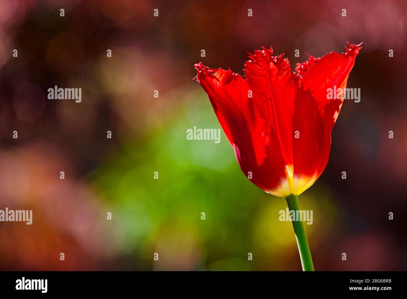 Tulipa - Calibra con frange Foto Stock