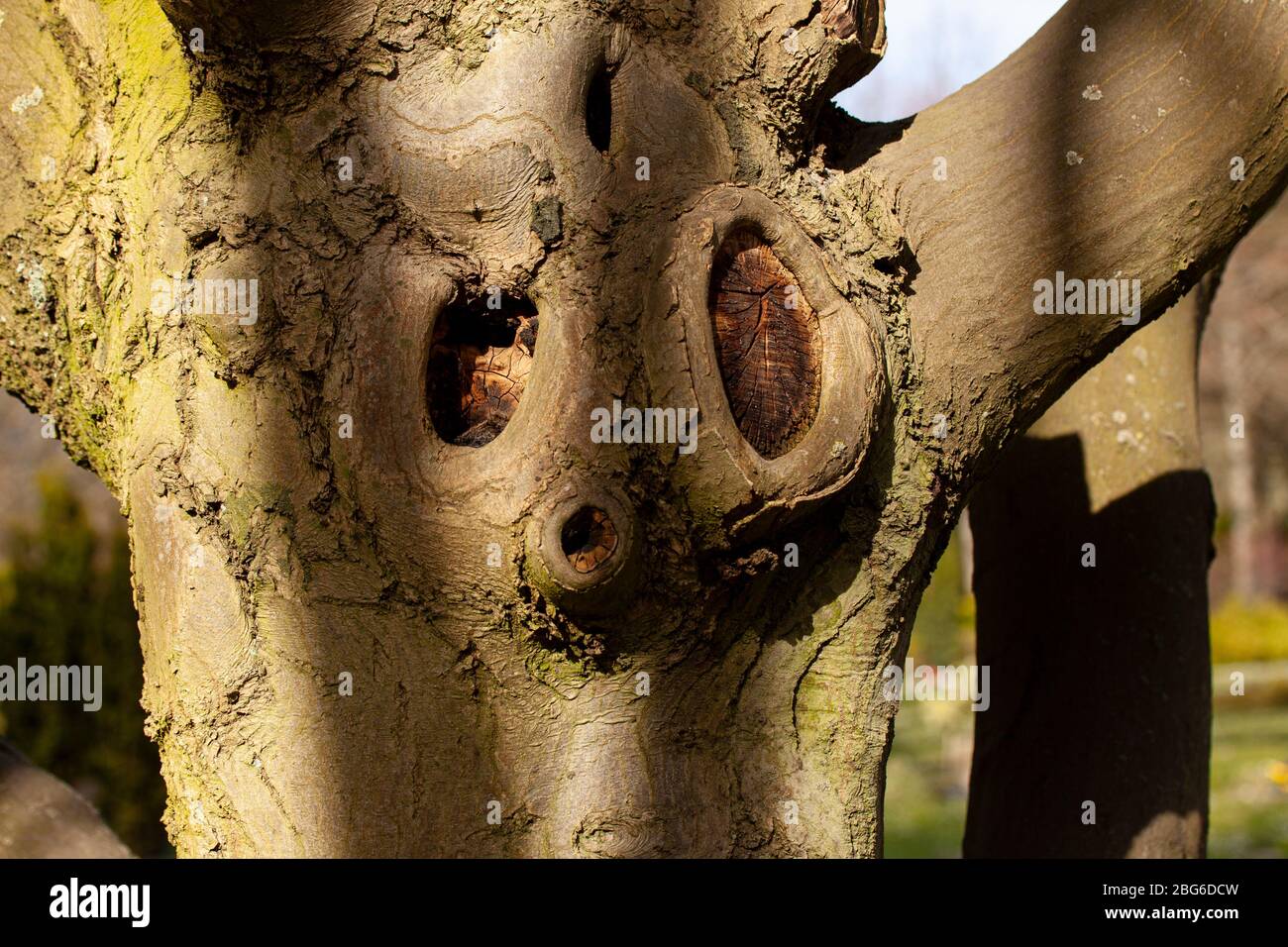 Dettaglio di vecchio tiglio in luce pomeridiana con ombre. Foto Stock