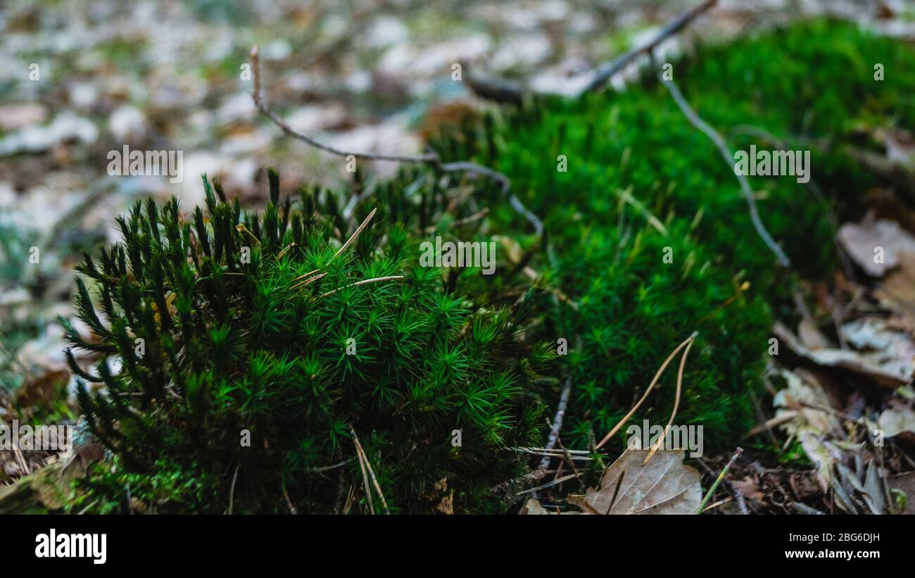 Muschio verde rigoglioso con aghi di pino secco e foglia di quercia nella foresta. Foto Stock