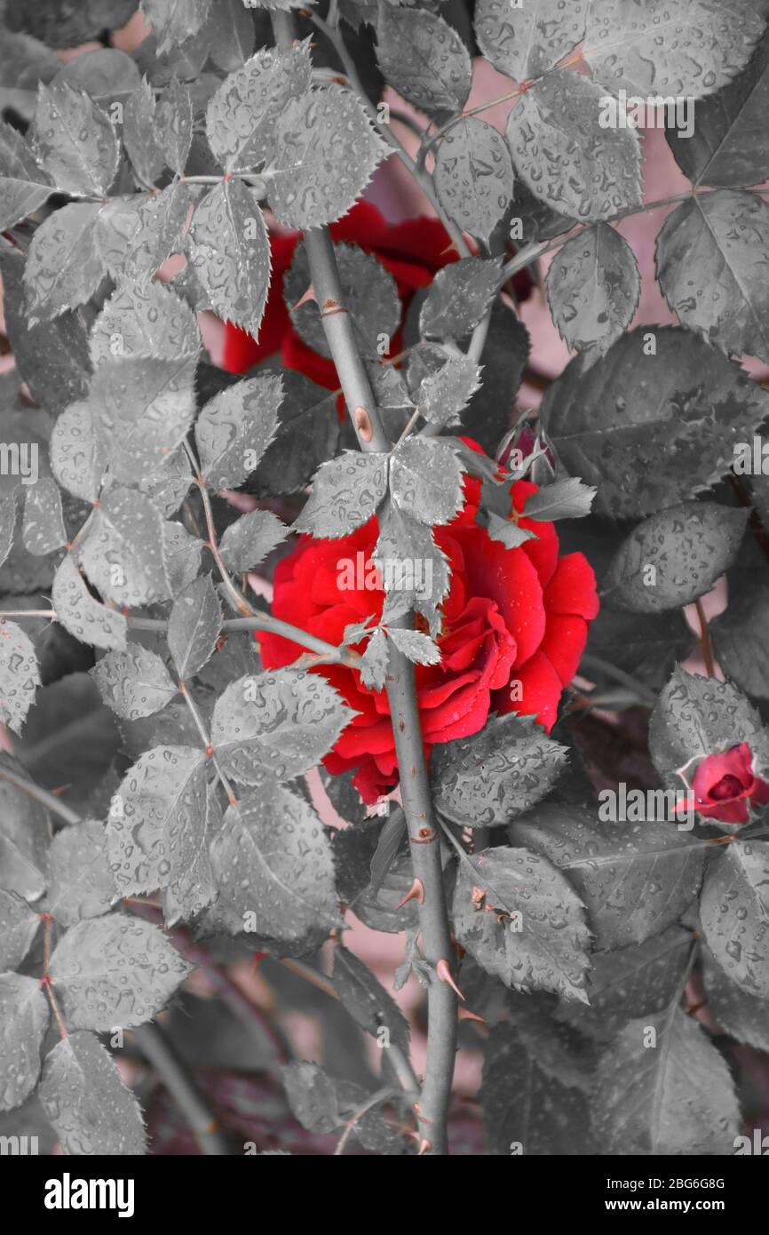 Rose rosse con foglie grigie. Ci sono gocce d'acqua sulle foglie Foto Stock