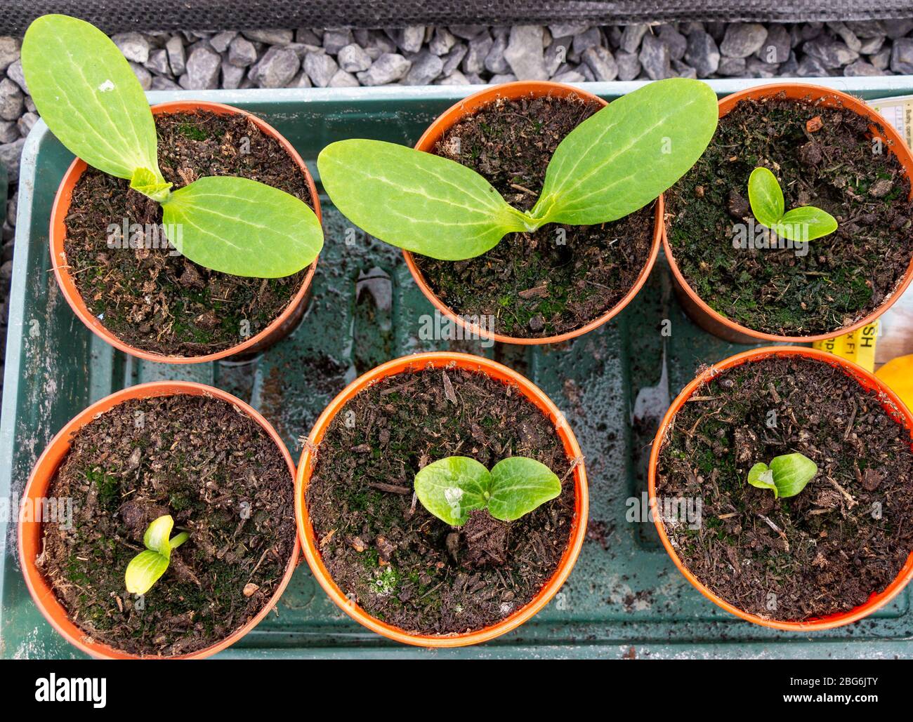 Pianta di zucca in 4 pollici pentole pronte per essere piantate fuori. Foto Stock