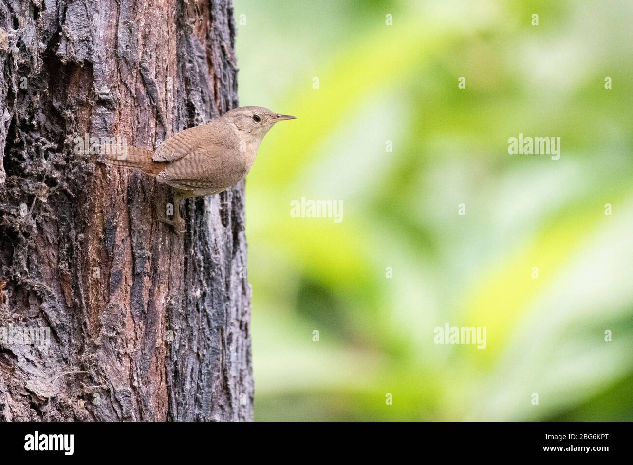 Fauna selvatica della costa nord del Perù Foto Stock