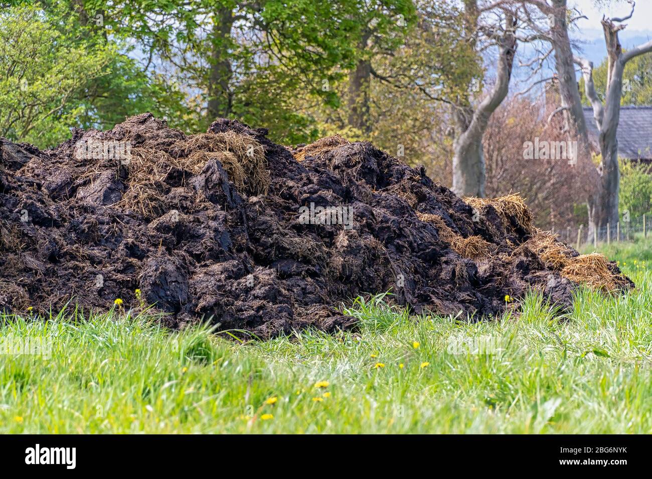 Tumulo grande di concime di vacca in un campo Foto Stock