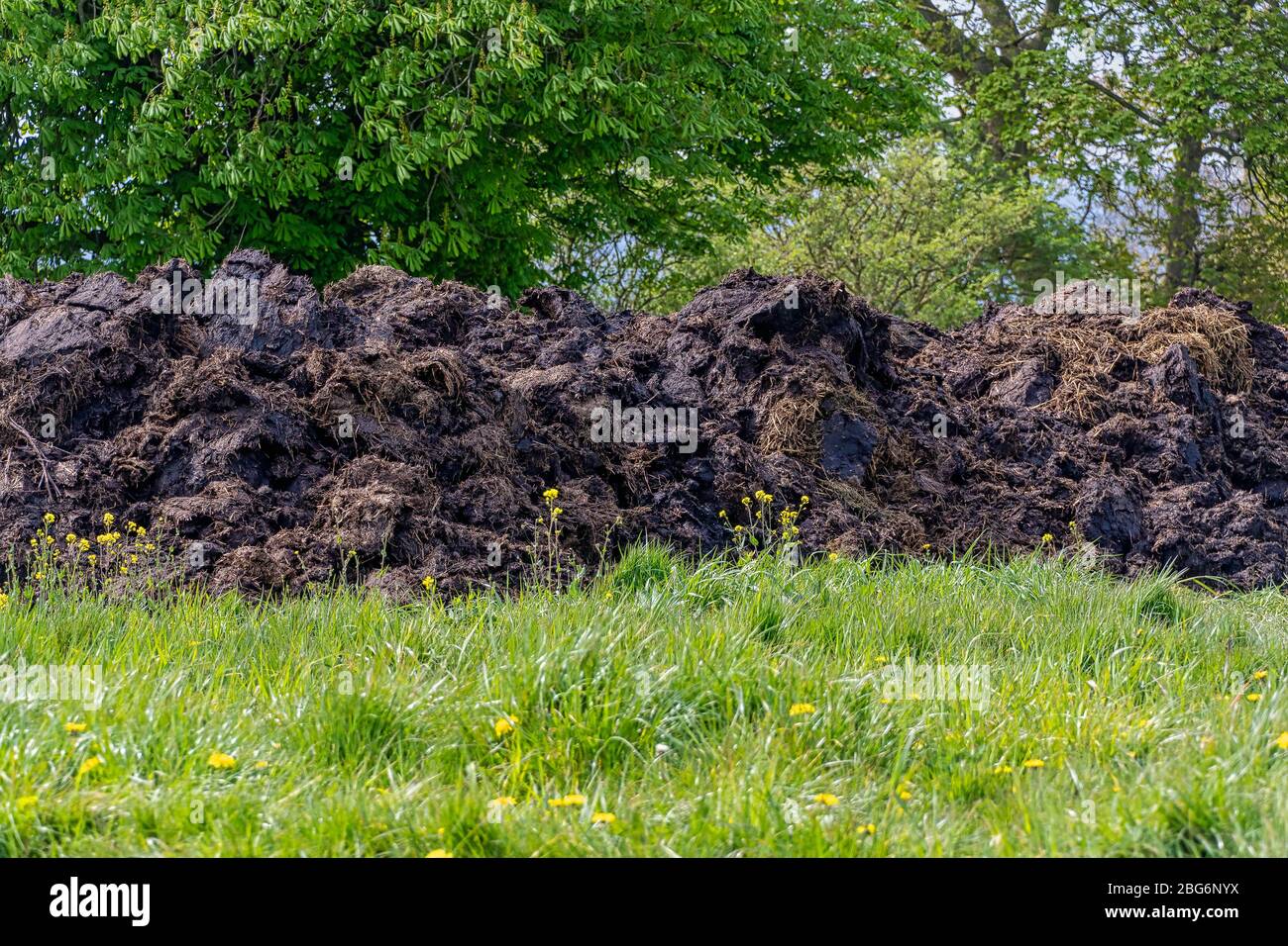 Tumulo grande di concime di vacca in un campo Foto Stock