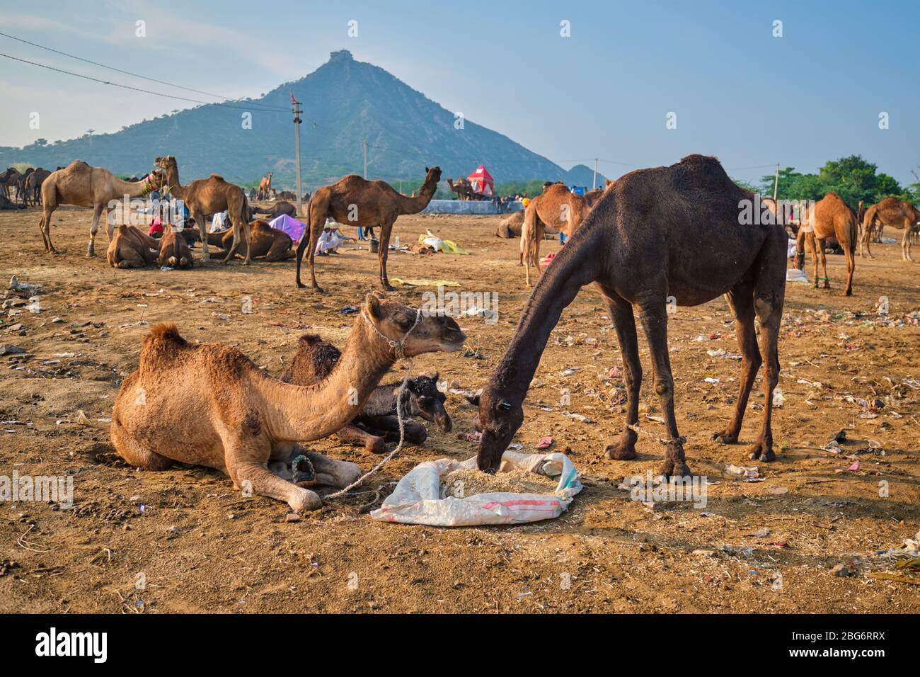 Cammelli a Pushkar Mela Pushkar Camel Fair , India Foto Stock