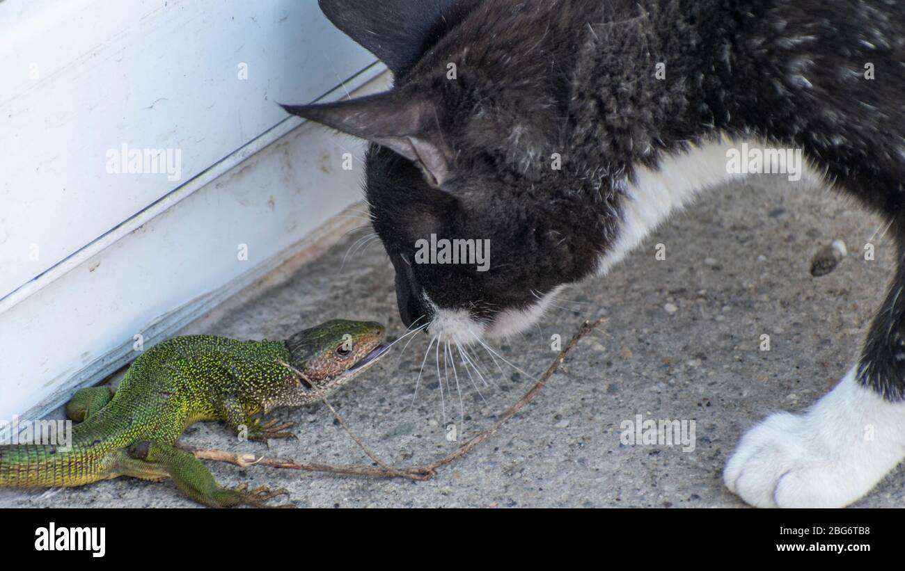 Gatto (Felis catus) caccia e cattura lucertola verde europea (Lacerta viridis). Catena alimentare animale, Foto Stock