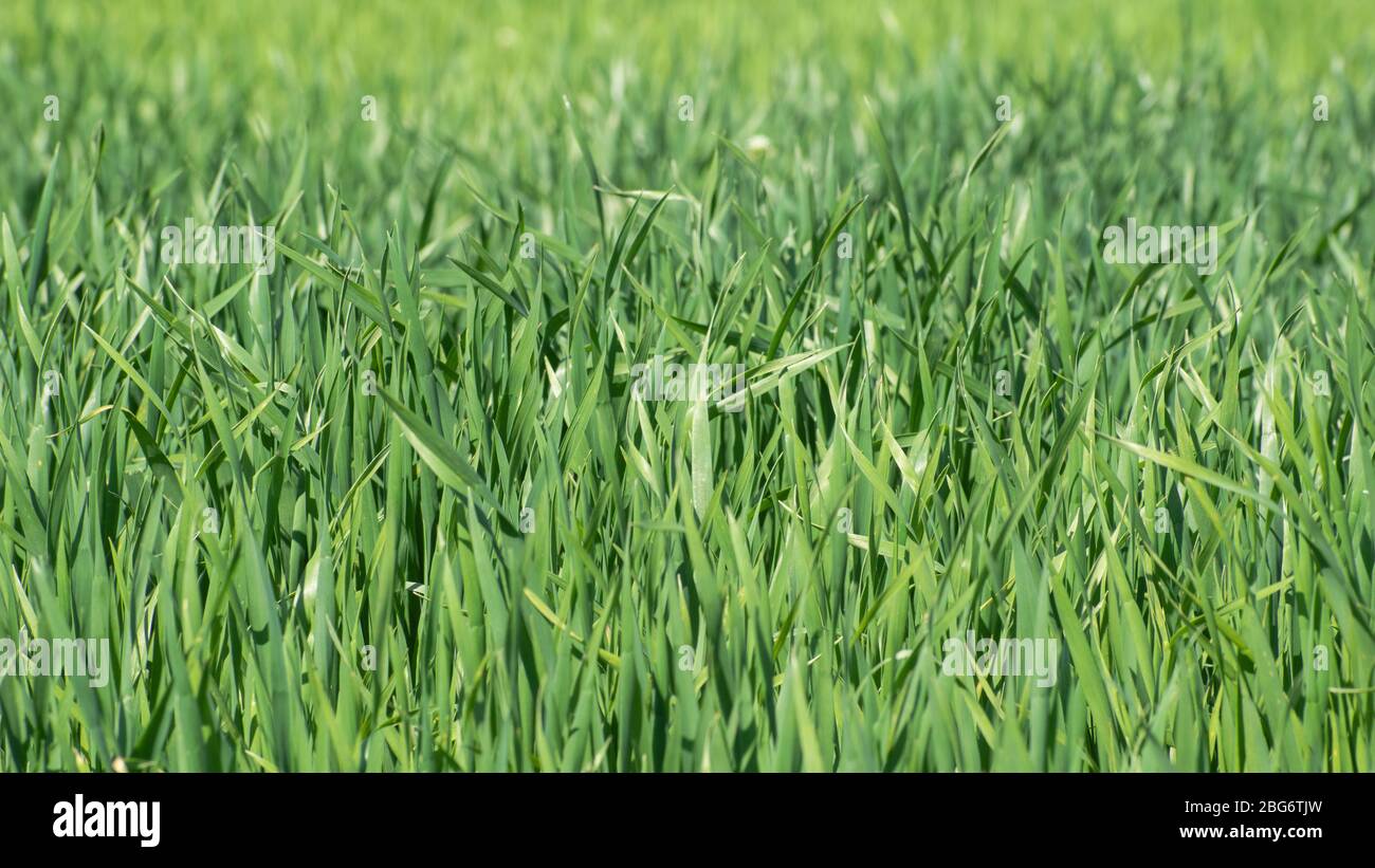 Triticum, grano all'inizio della primavera, paesaggio Foto Stock