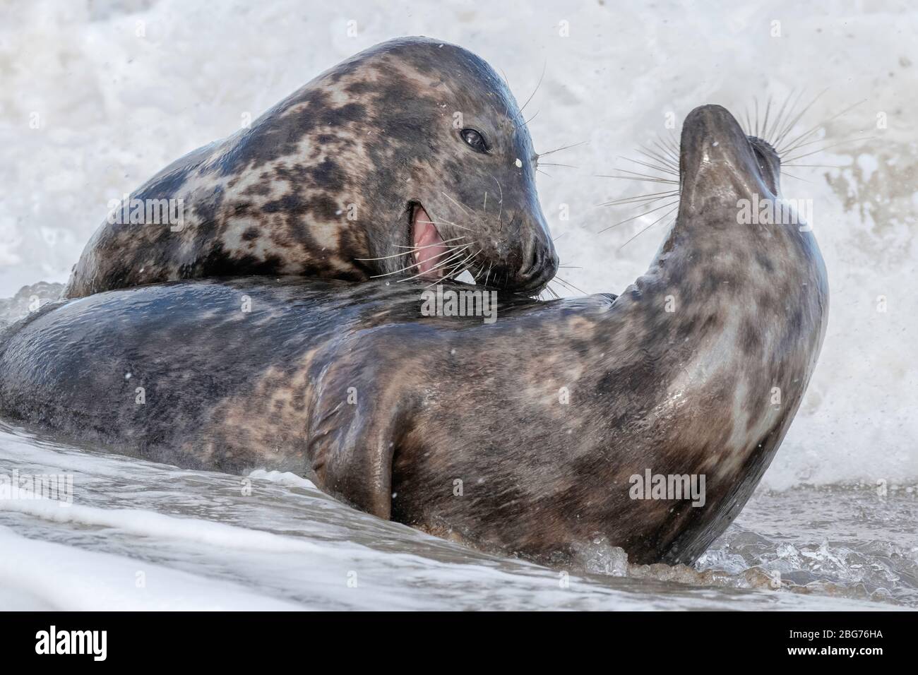 Atlantic Grey Seal, i giovani giocano a combattere corteggiamento Foto Stock
