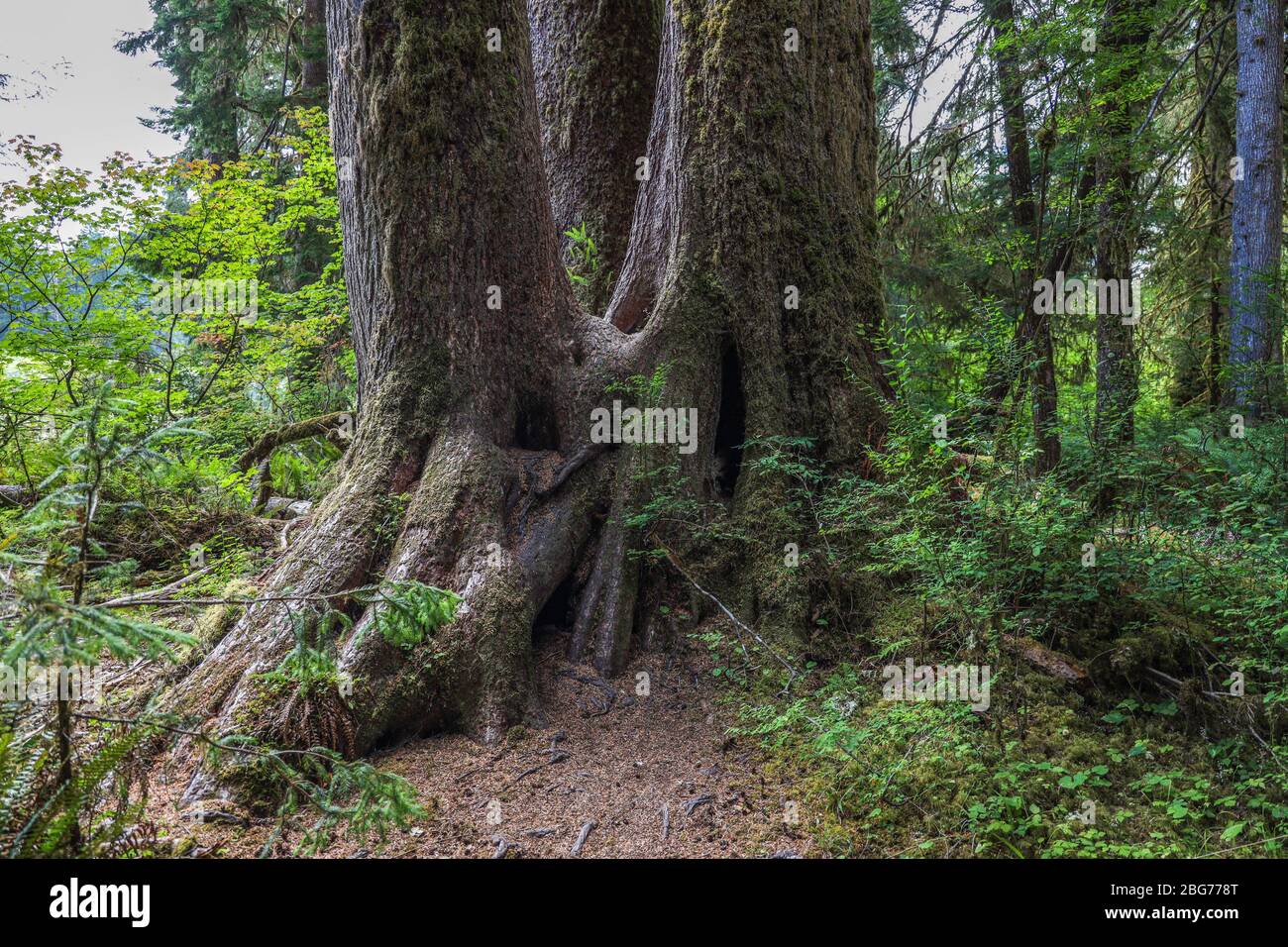 Alberi di nurselog gemellati su palafitte lungo il percorso naturalistico dell'Abete nella foresta pluviale di Hoh del Parco Nazionale Olimpico. Foto Stock