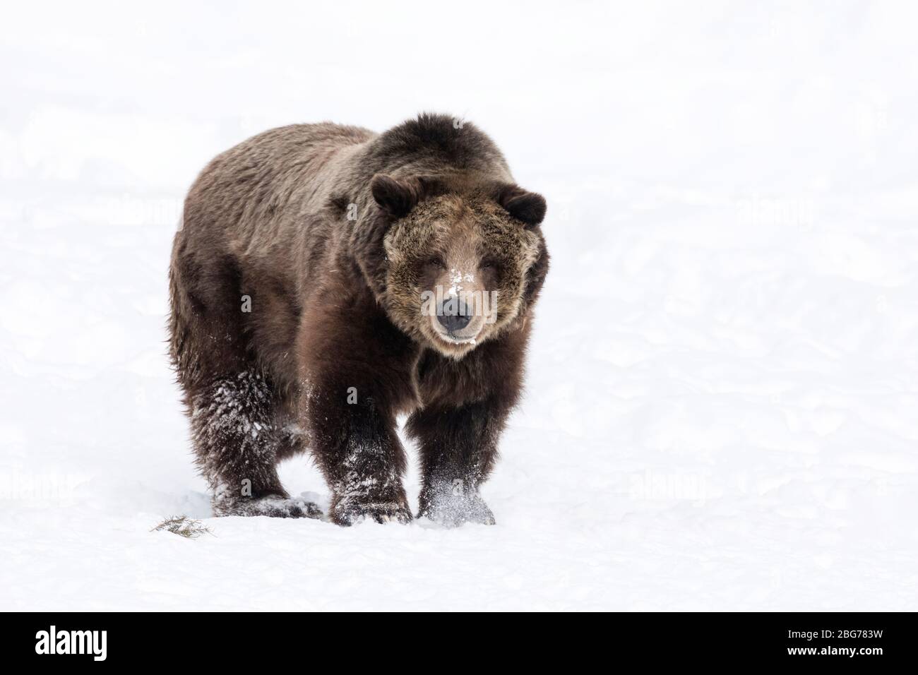 Grizzly Bear camminare sulla neve Foto Stock