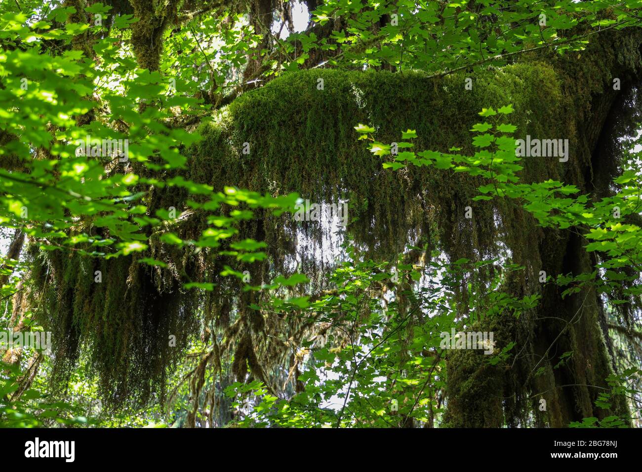 Il muschio è appeso agli arti degli alberi in parti del percorso naturalistico Abete nella foresta pluviale di Hoh del Parco Nazionale Olimpico. Foto Stock