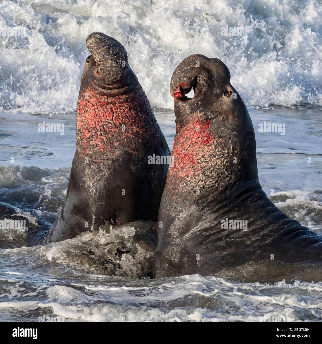 Northern Elephant Seal maschi adulti lotta Foto Stock