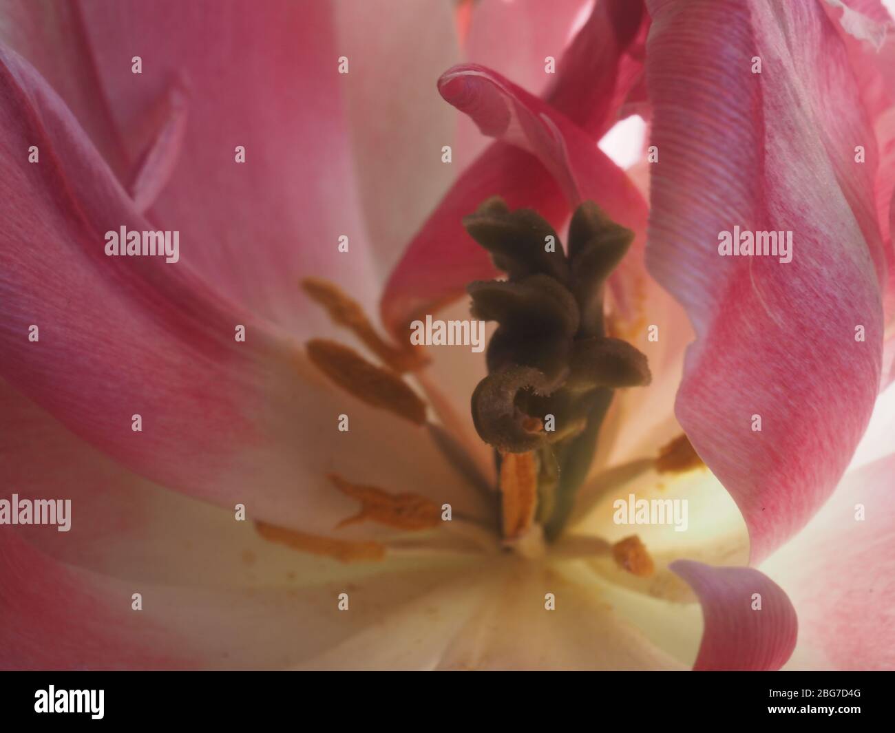 Macro shot astratto di fiore tulipano rosa Foto Stock
