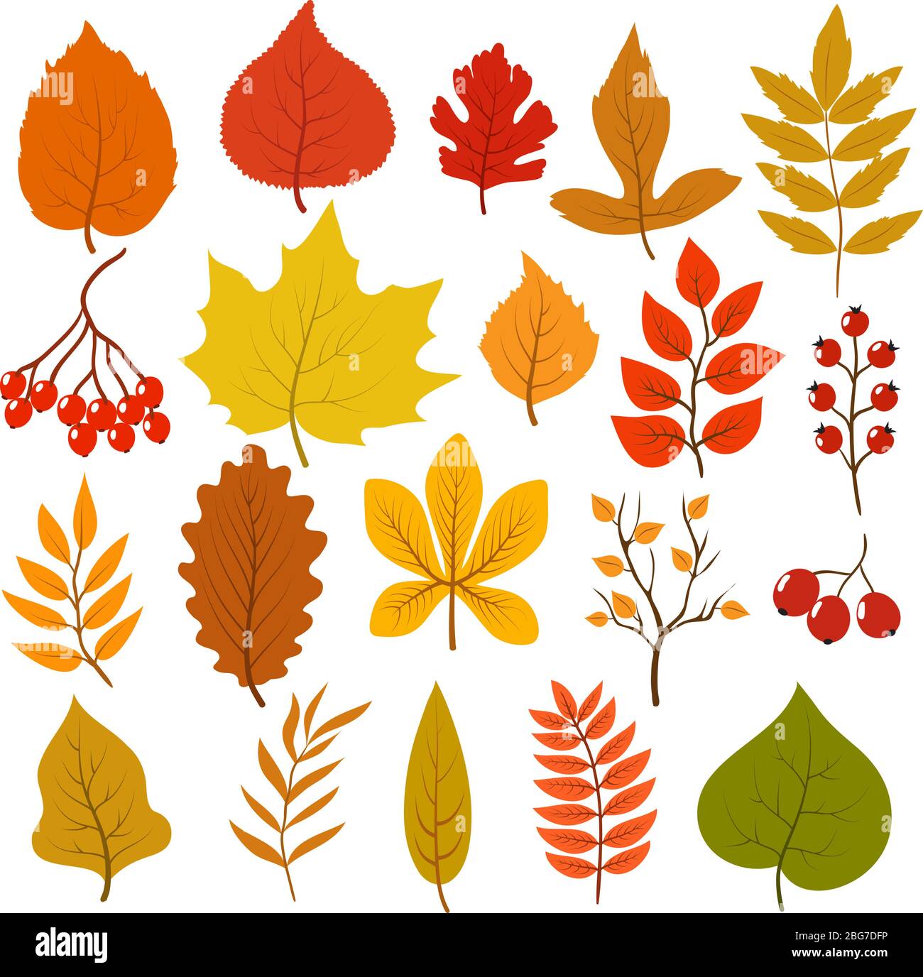 Foglie d'autunno dorate e rosse, brunch e bacche. Autunno foglia vettore cartoon raccolta isolato su sfondo bianco. Illustrazione di nat acero arancione Illustrazione Vettoriale