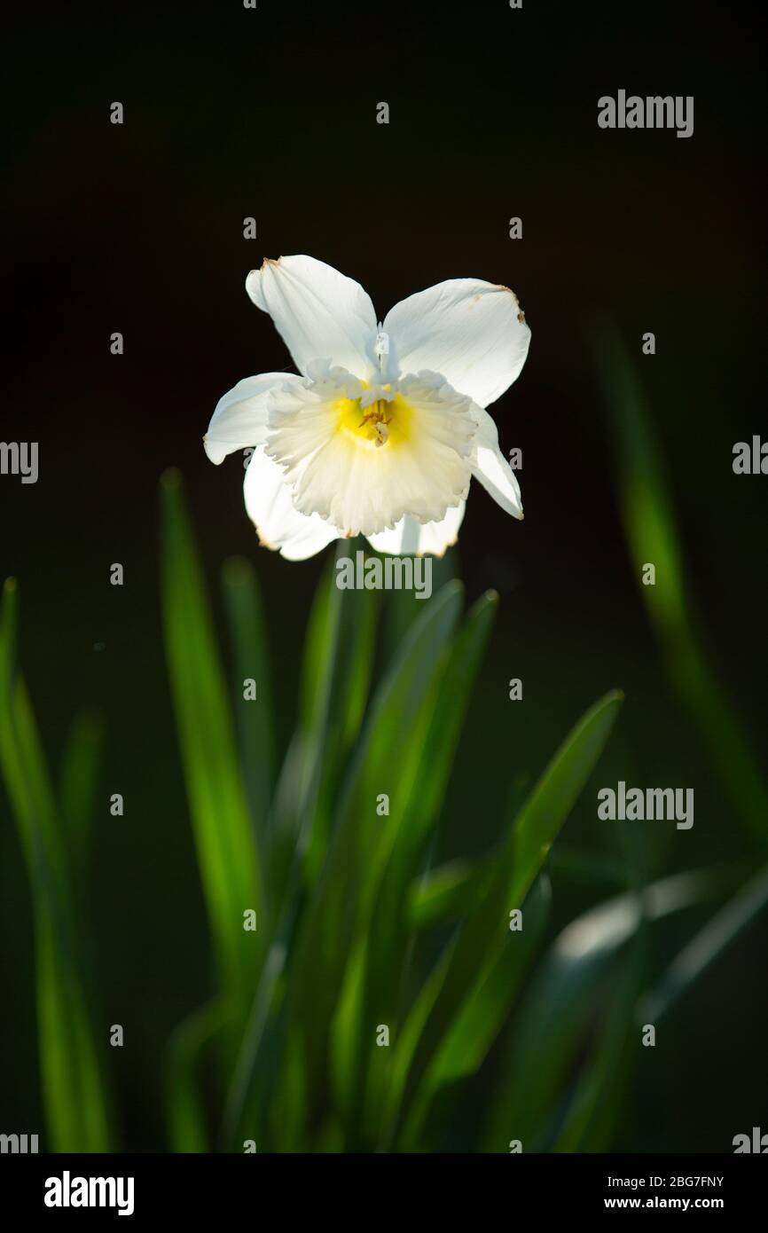 Un daffodil bianco che cresce in un giardino nel Worcestershire, Regno Unito Foto Stock
