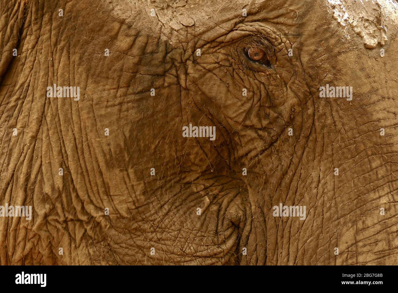 Primo piano di un elefante asiatico salvato nella provincia di Mondulkiri in Cambogia, nel sud-est asiatico Foto Stock