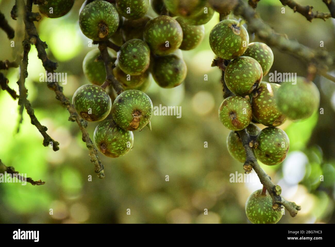 Frutti a grappolo multiplo immagini e fotografie stock ad alta risoluzione  - Alamy