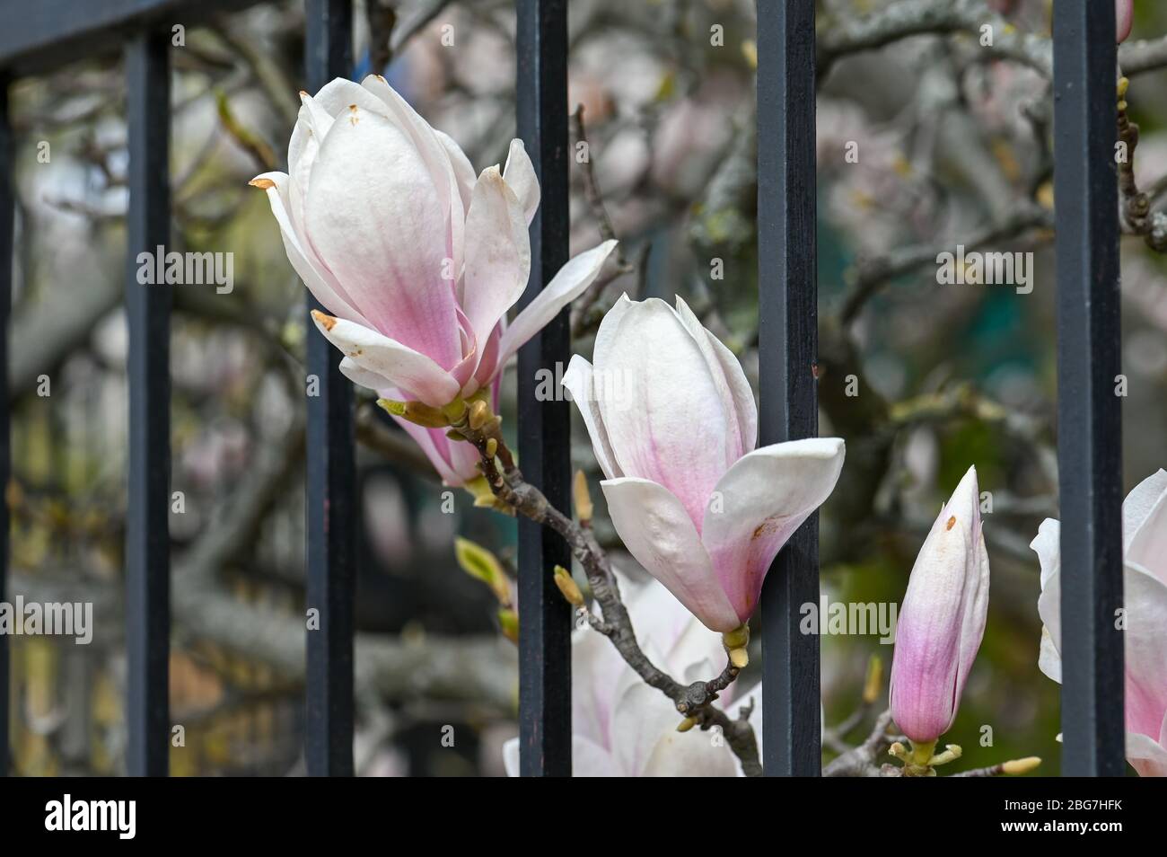 Fioritura Magnolia nel parco cittadino di Stromparken durante la primavera a Norrkoping, Svezia Foto Stock