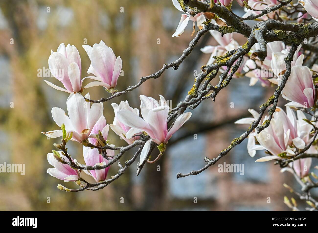 Fioritura Magnolia nel parco cittadino di Stromparken durante la primavera a Norrkoping, Svezia Foto Stock