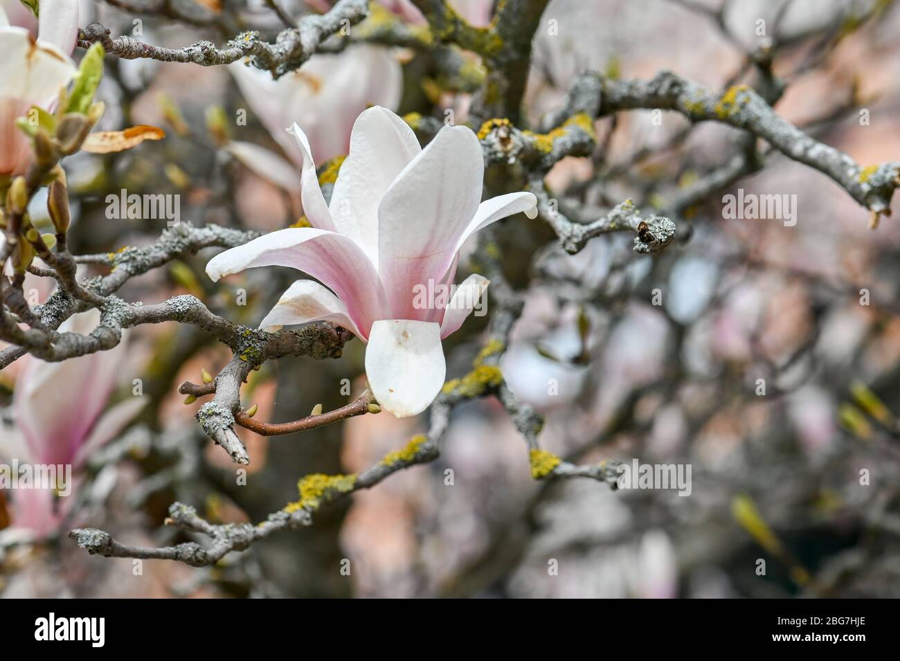 Fioritura Magnolia nel parco cittadino di Stromparken durante la primavera a Norrkoping, Svezia Foto Stock