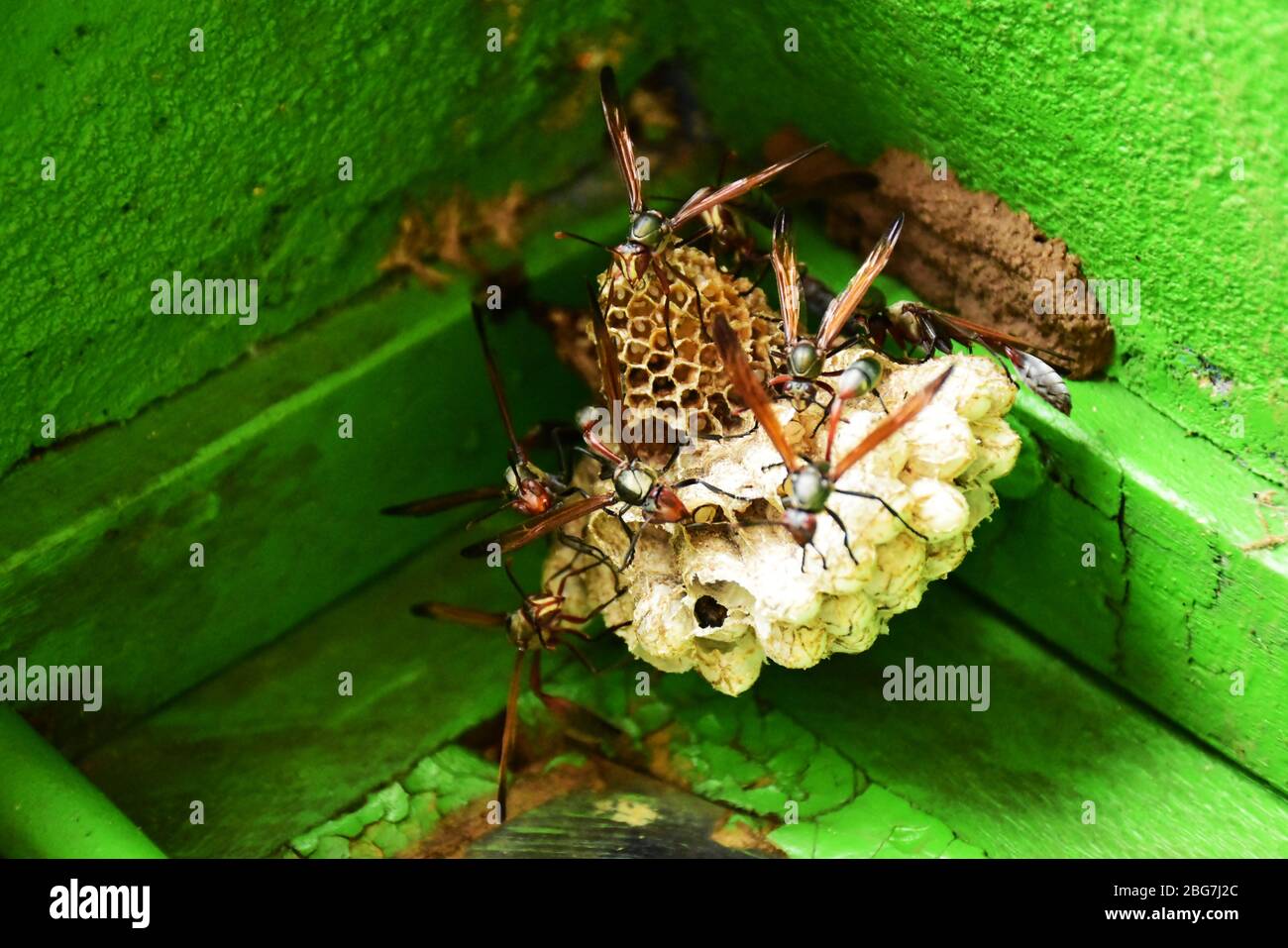 Wasps su un nido su una finestra verde Foto Stock
