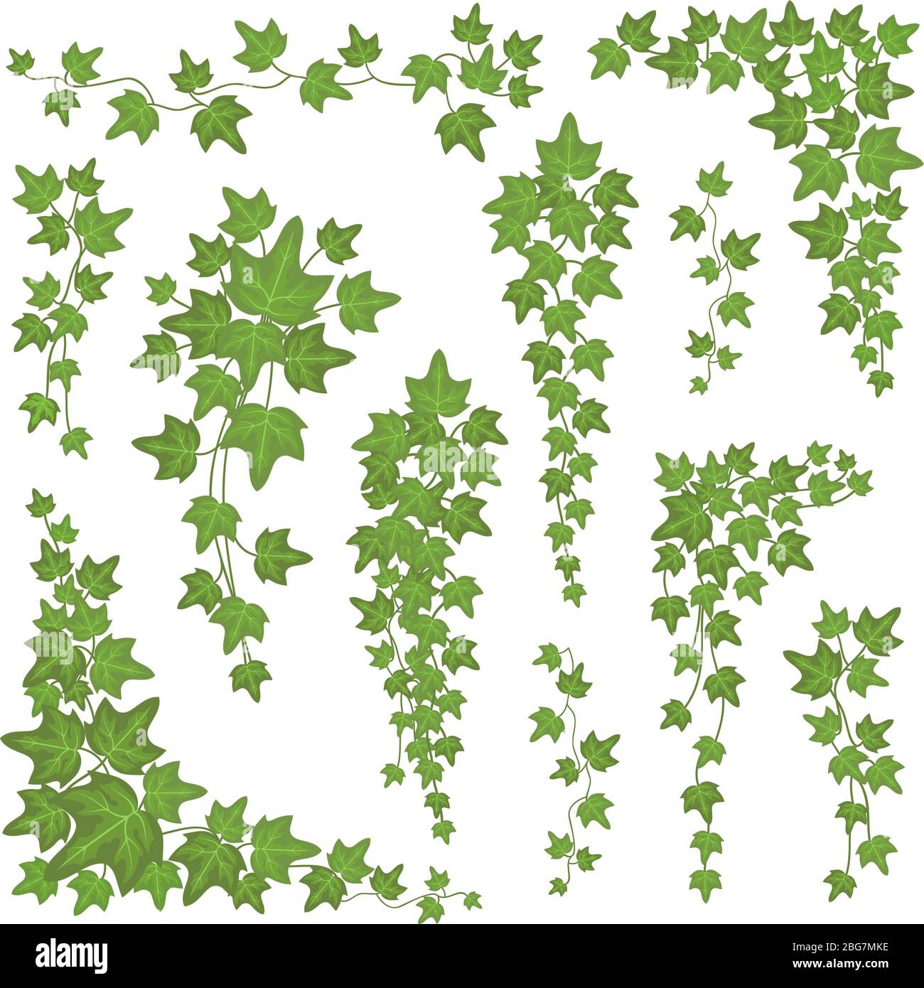 Foglie verdi di Ivy sui rami appesi. Parete climbing decorazione pianta vettore impostato isolato su sfondo bianco. Pianta foglia natura per la decorazione, fogliame naturale crescente illustrazione Illustrazione Vettoriale