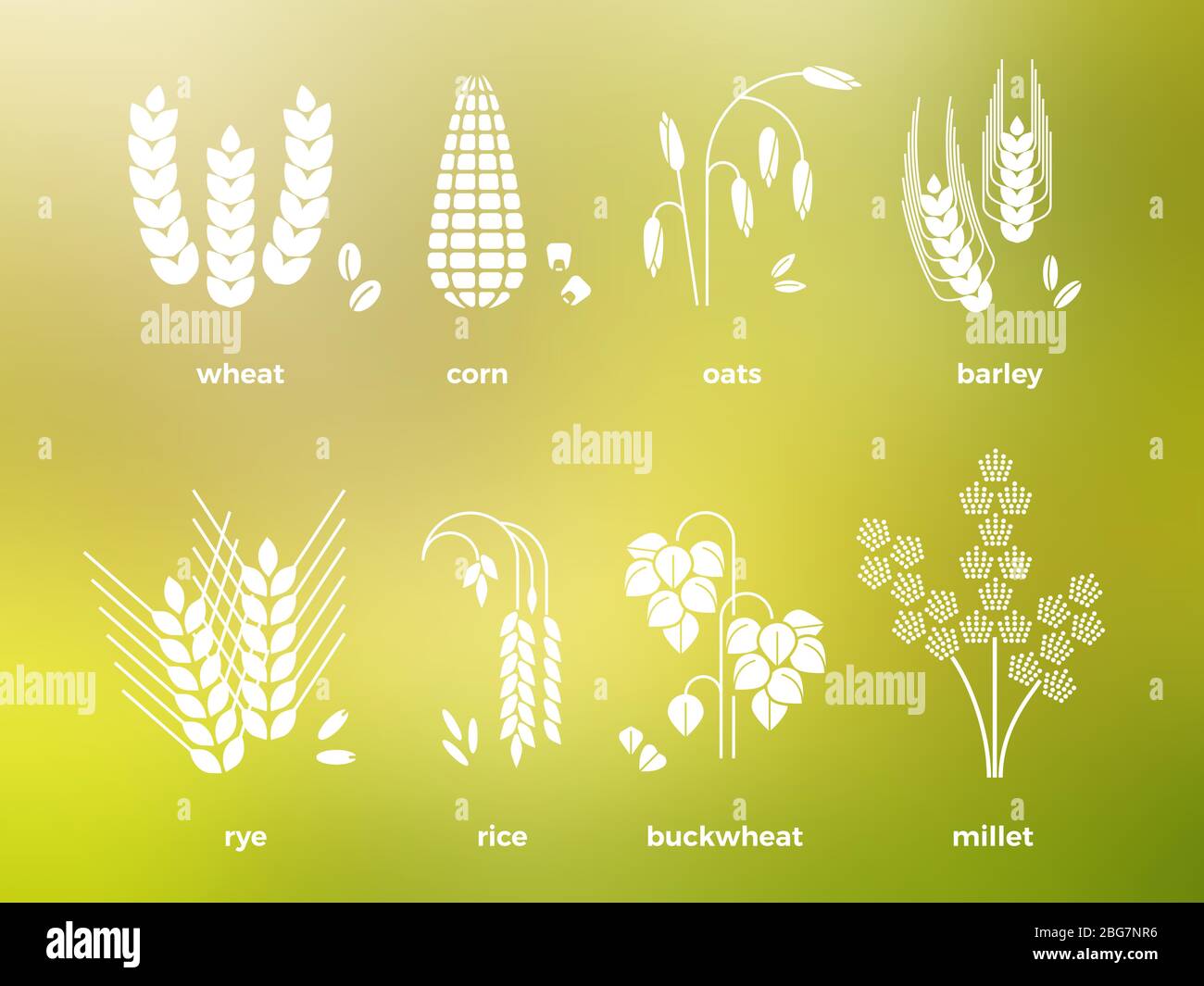 Icone di cereali bianchi del set. Riso e frumento, mais, avena, segala, orzo. Illustrazione vettoriale Illustrazione Vettoriale