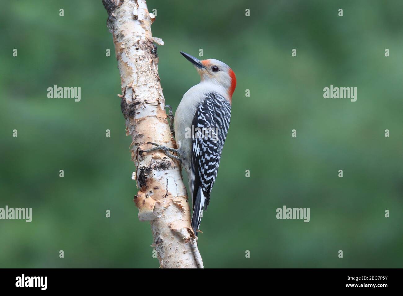 Femmina Picchio Rosso a decori Melanerpes carolinus che si perching su un ramo di betulla Foto Stock