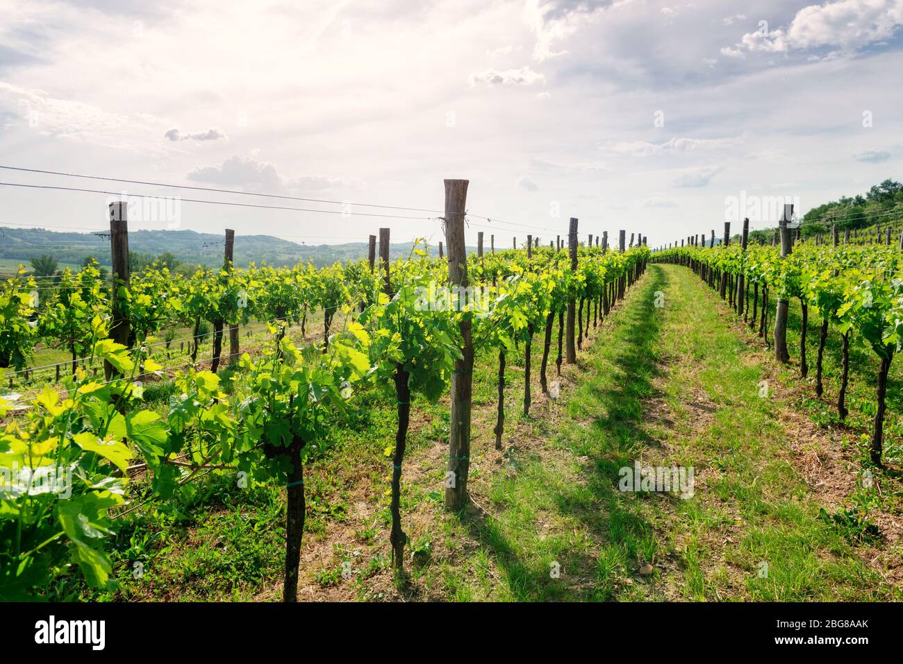 Vigneto in primavera Val Vipava, Slovenia Foto Stock