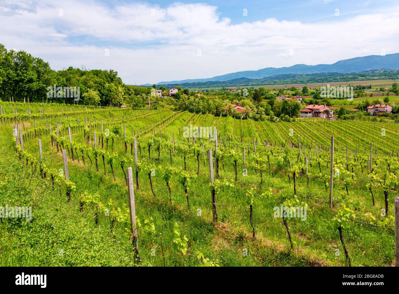 Bellissimo paesaggio rurale con vigneto primaverile nella Valle di Vipava, Slovenia Foto Stock