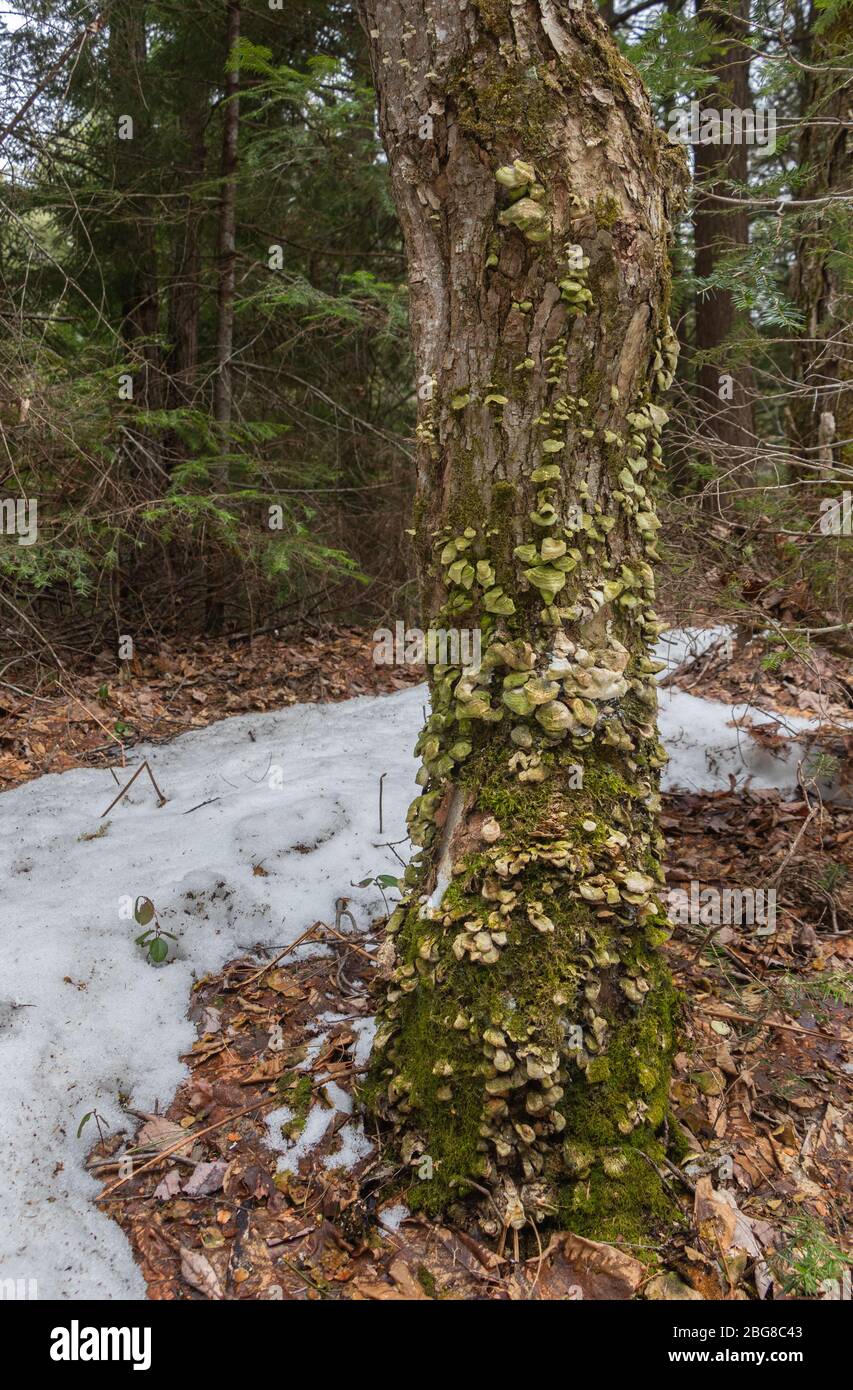 Un vecchio albero coperto di muschio e funghi di marciume bianco su un sentiero forestale in primavera Foto Stock