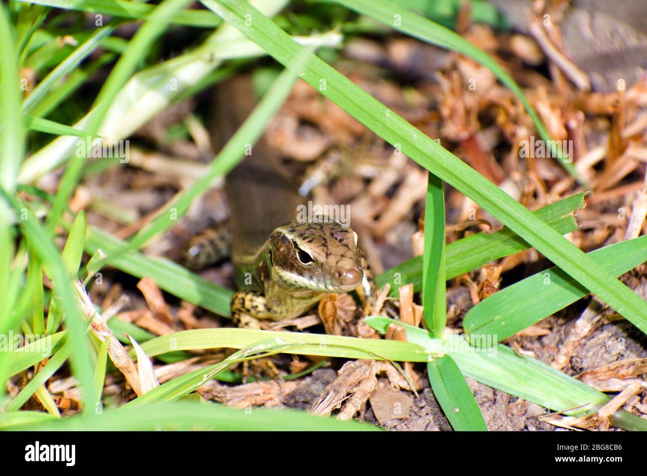Pista di pattinaggio Foto Stock