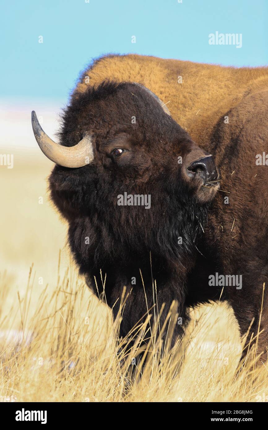 American Bison bull ritratto primo piano di testa Foto Stock