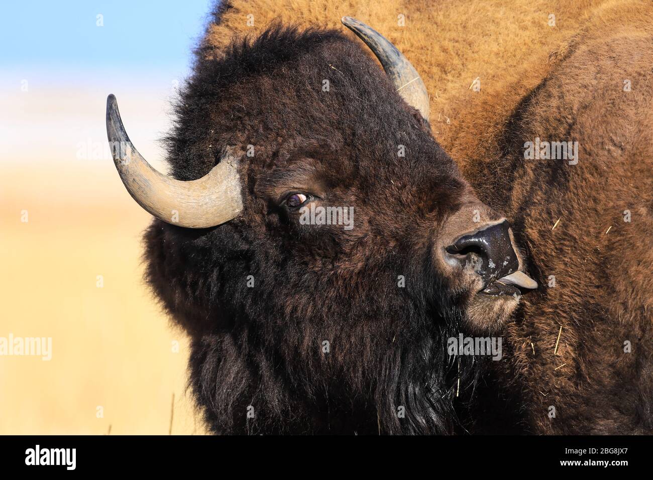 American Bison bull ritratto primo piano di testa Foto Stock